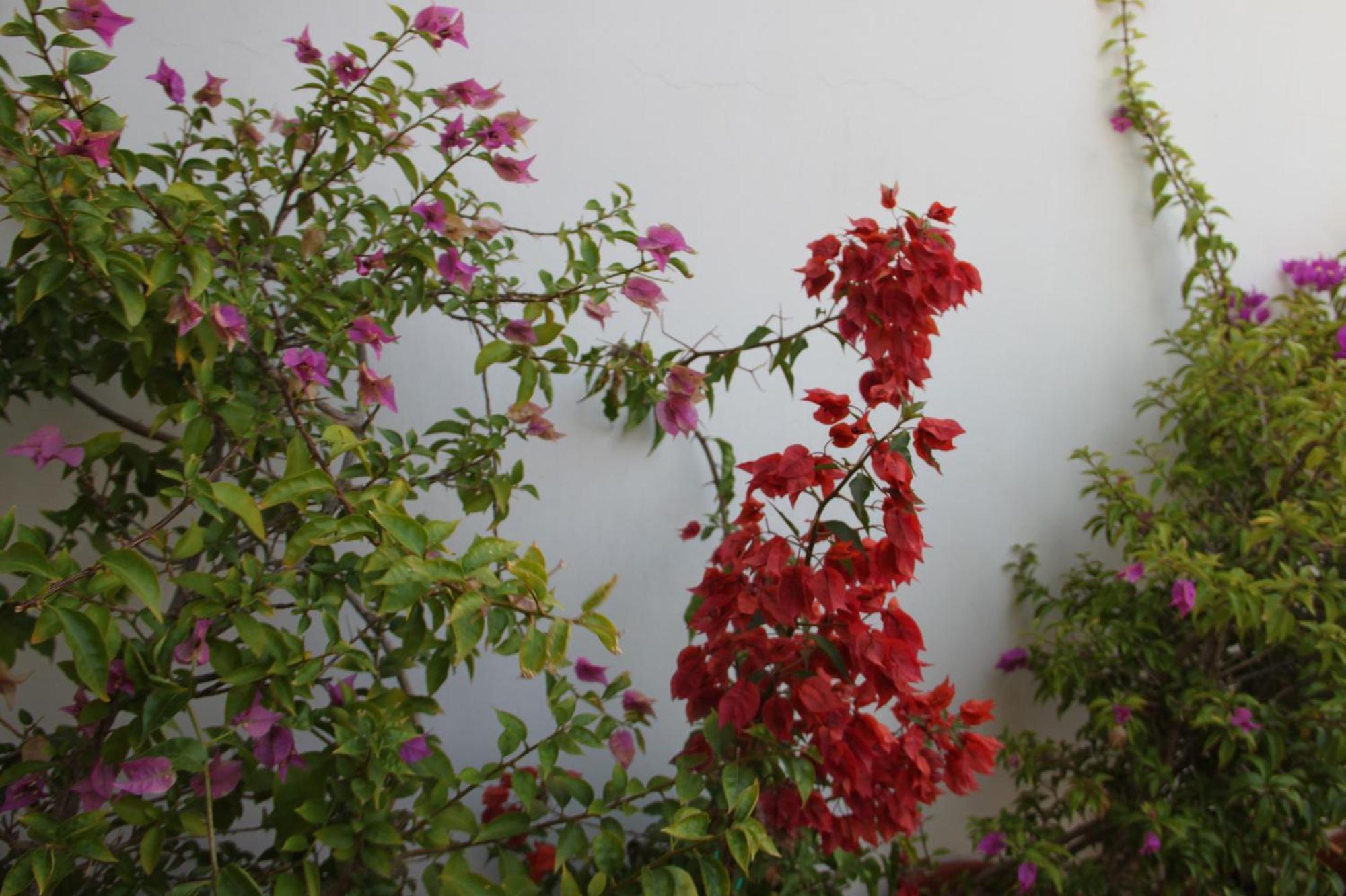 B&B San Lorenzo Bitonto Esterno foto